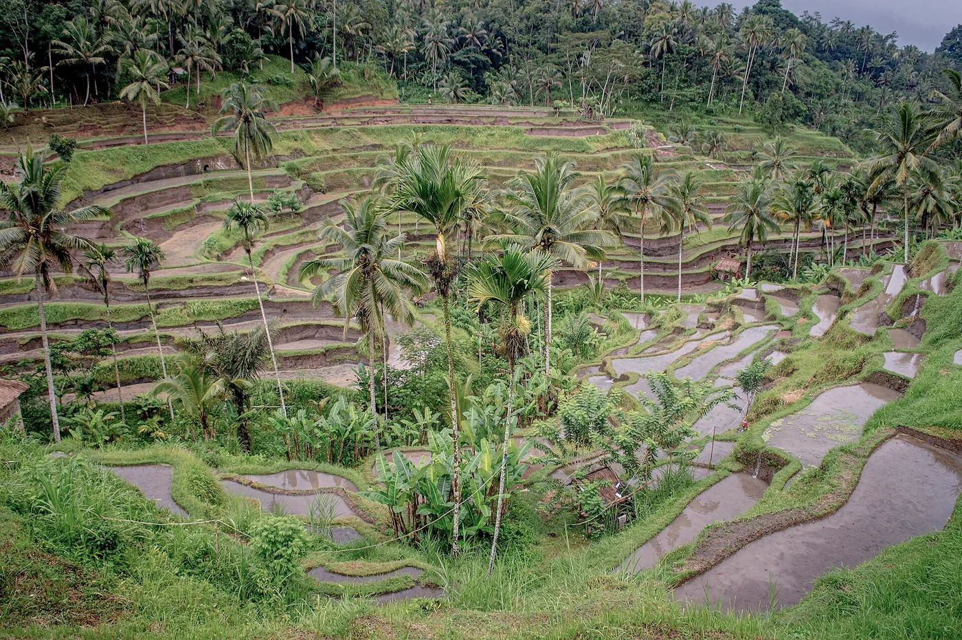 Tegallalang rice terraces, above Ubud