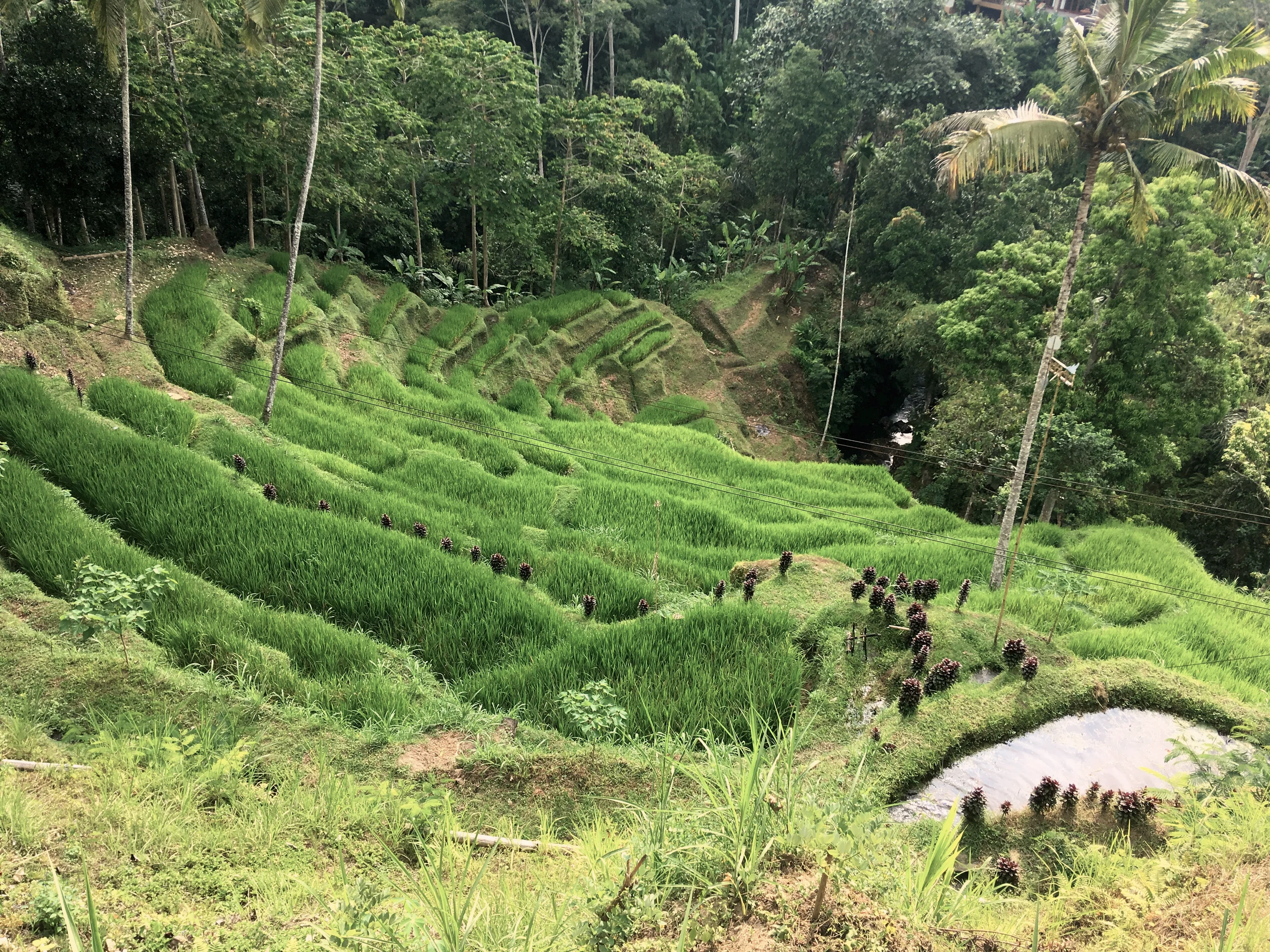 Rice terraces at Tegallalang, north of Ubud